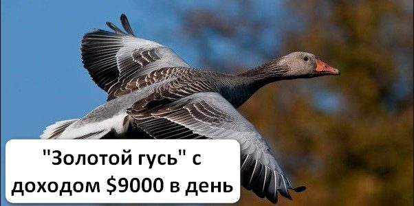 «Золотой гусь» на бинарных опционах: описание и отзывы о программе