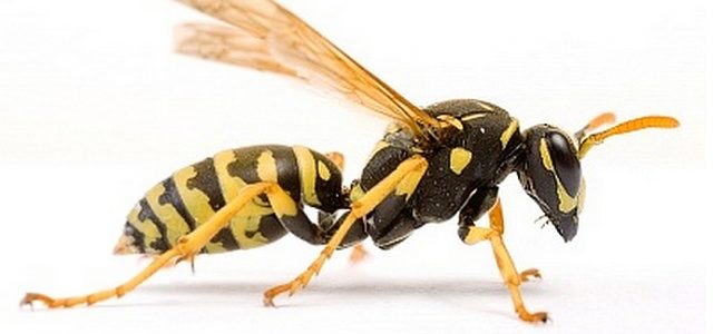 Прибыльная стратегия Wasp для бинарных опционов