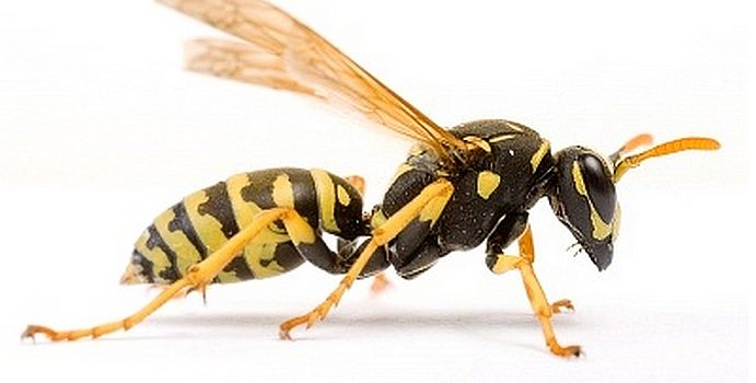 Прибыльная стратегия Wasp для бинарных опционов