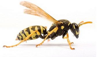 Прибыльная стратегия Wasp для бинарных опционов