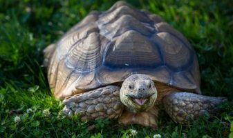 Стратегии «Черепаха» для бинарных опционов